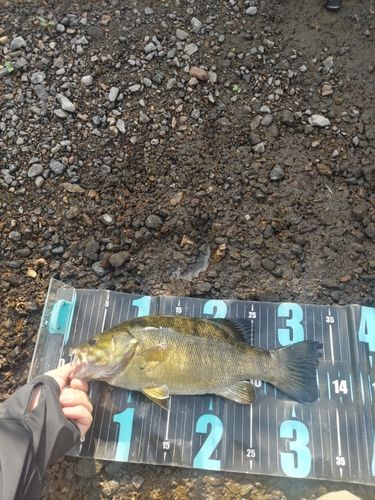 スモールマウスバスの釣果