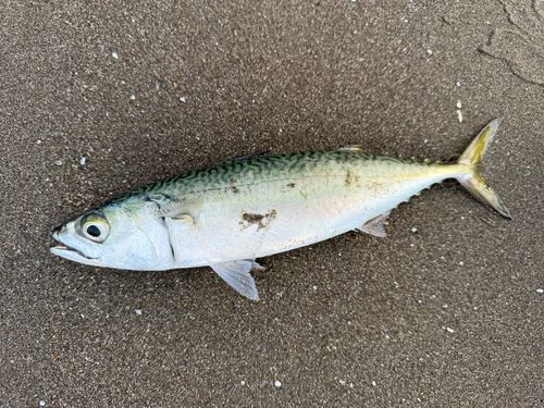 マサバの釣果