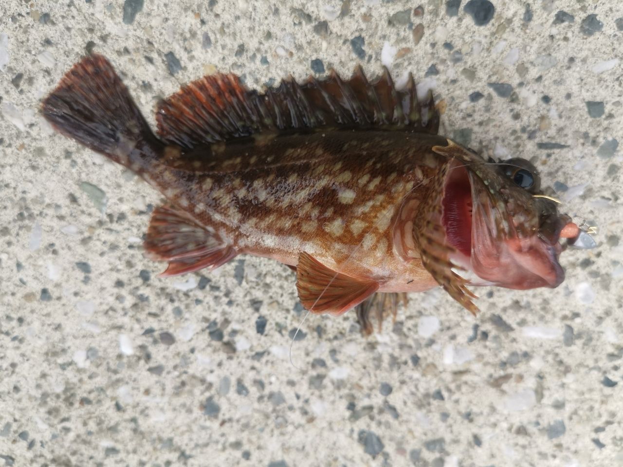 カサゴ