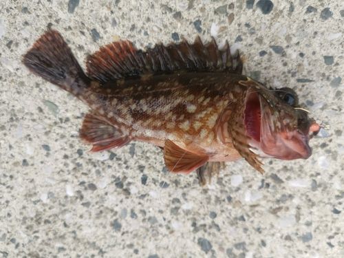 カサゴの釣果