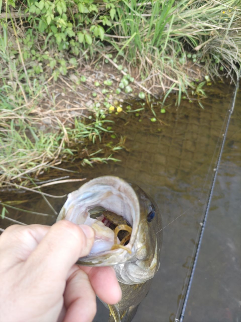 スモールマウスバス