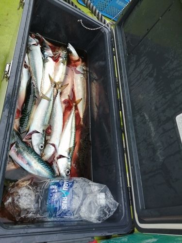 サバの釣果
