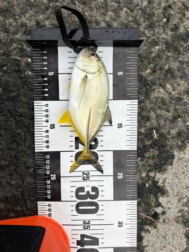 メッキの釣果