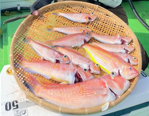 アカアマダイの釣果