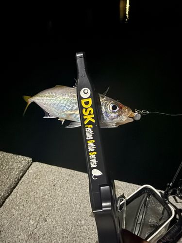 マアジの釣果