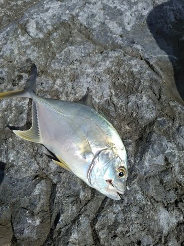 ガーラの釣果