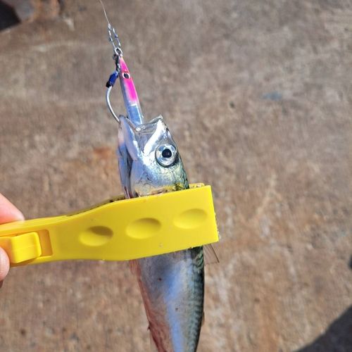 釣果