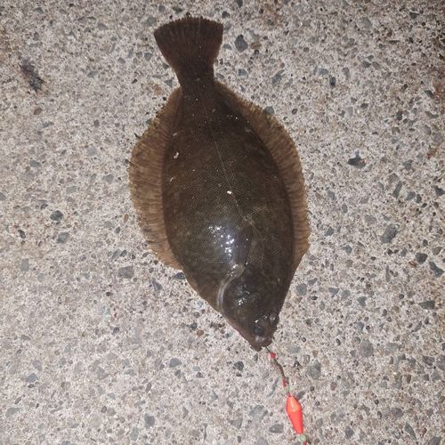 舘鼻漁港