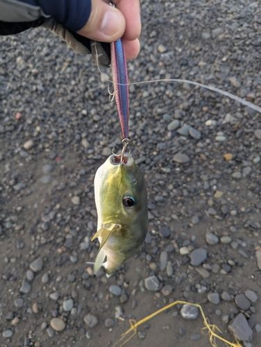 シロサバフグの釣果