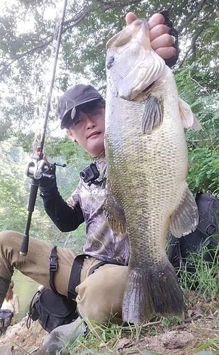 ブラックバスの釣果
