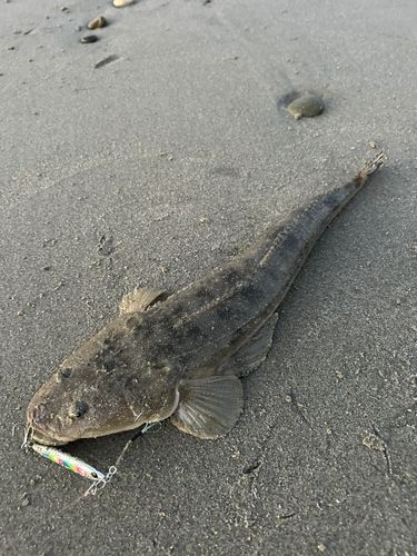 マゴチの釣果