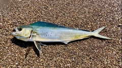 シイラの釣果