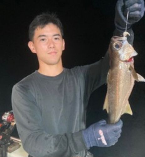 クロムツの釣果