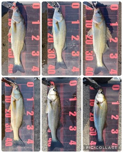 シーバスの釣果