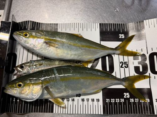 ワカシの釣果