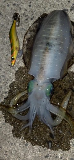 アオリイカの釣果