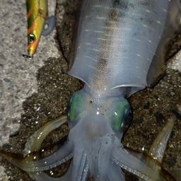 アオリイカ