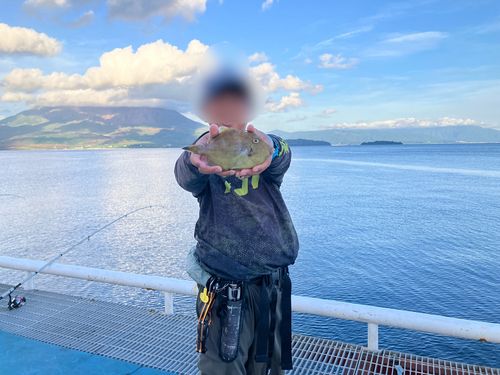 カワハギの釣果