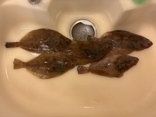 カレイの釣果