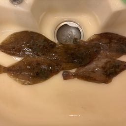 カレイ