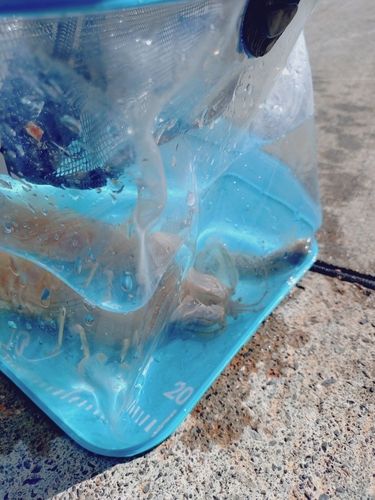 シャコの釣果