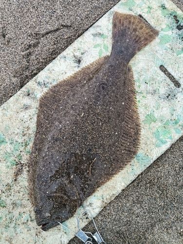 ヒラメの釣果
