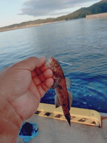 マアナゴの釣果