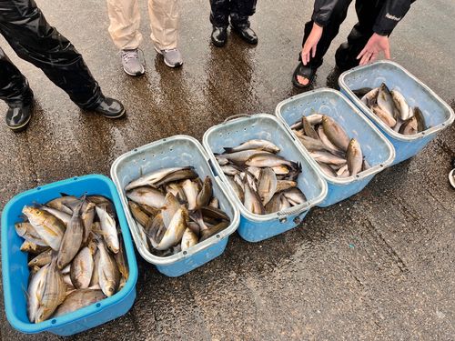 イサキの釣果