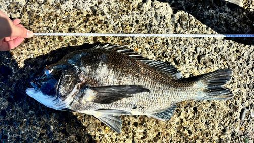 クロダイの釣果