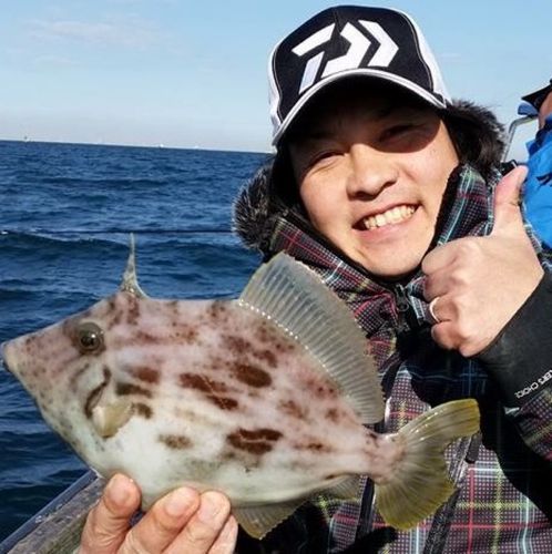 カワハギの釣果