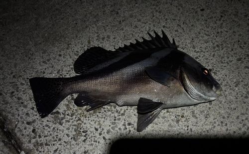 コショウダイの釣果
