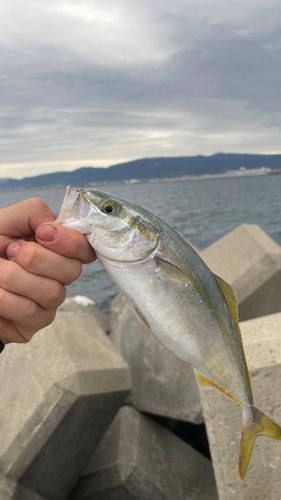 函館湾