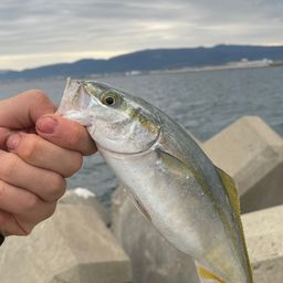 ツバス