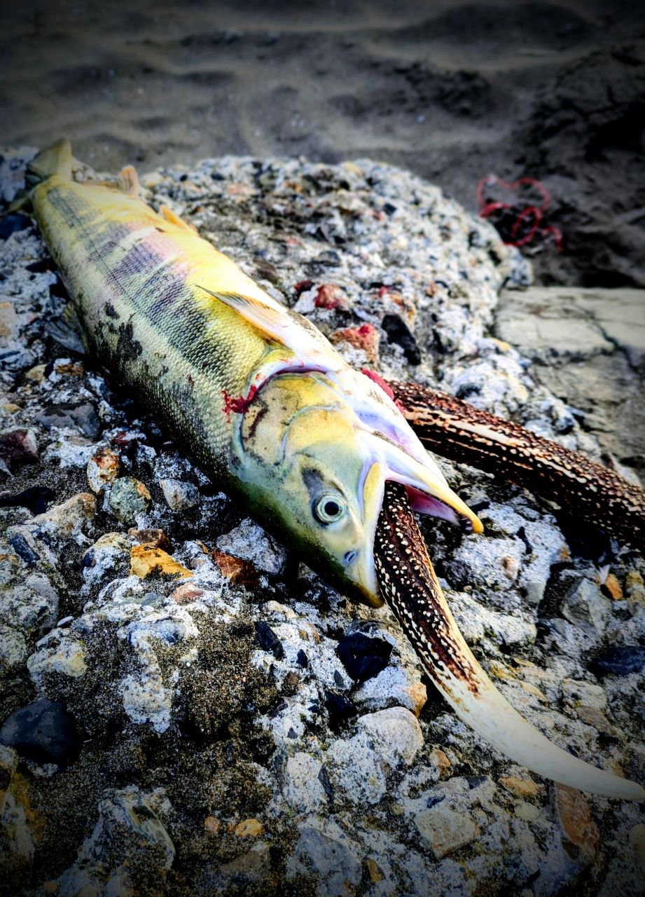 SHIMANO エクスセンスジェノス (磯マル・ヒラスズキモデル) 2019年