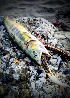 シロザケの釣果