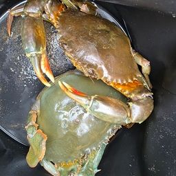 ガザミ