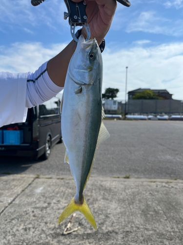 ツバイソの釣果