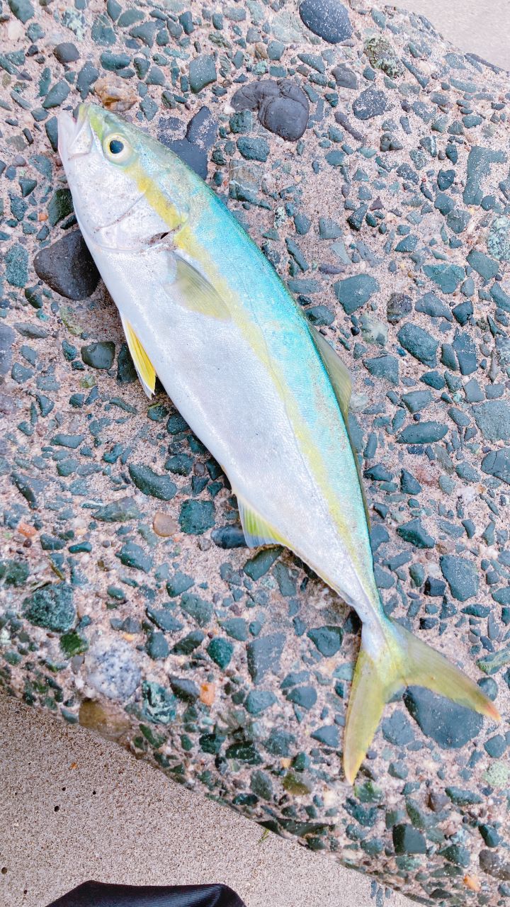 ワカシ