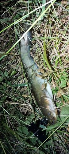 ナマズの釣果