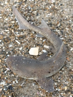 サメの釣果
