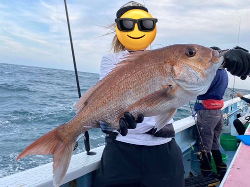 マダイの釣果