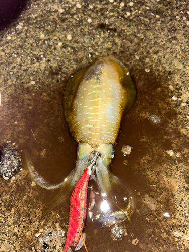 アオリイカの釣果