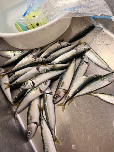 サバの釣果