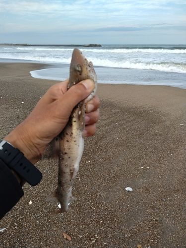 日川浜海岸