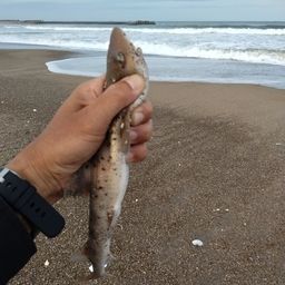 サメ