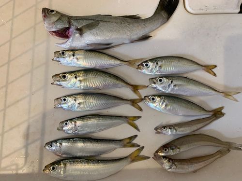 アジの釣果