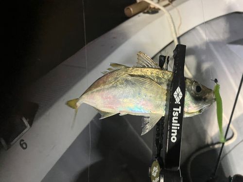 マアジの釣果