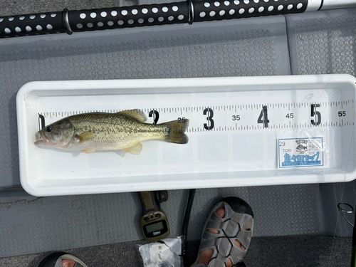 ブラックバスの釣果