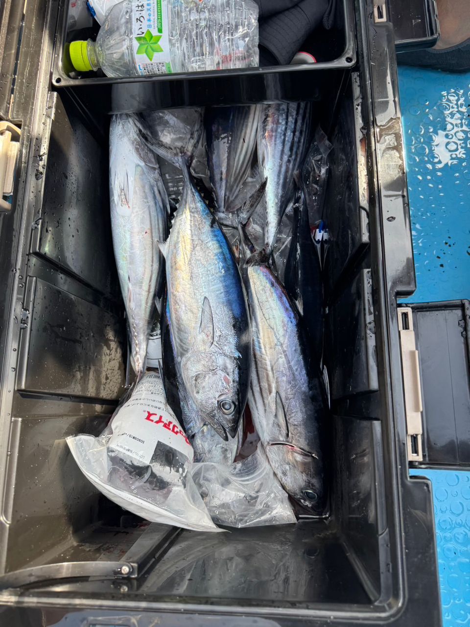 吹雪07さんの釣果 2枚目の画像