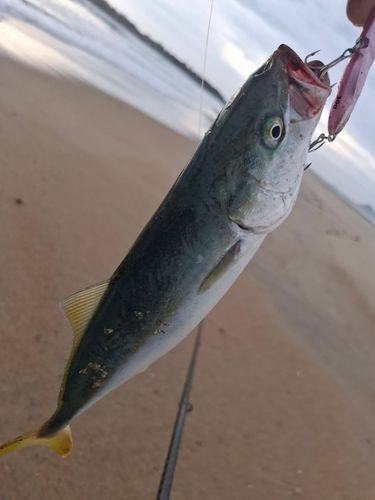 ワカシの釣果